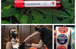 Как виксинират по света