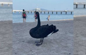 черен лебед морето бургас изненада плажуващи