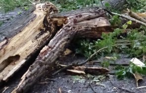 полицайка хасково осъди общината паднала топола