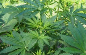 полицията разтърва семеен скандал попадна наркоферма