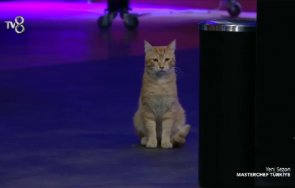 Котка в Мастър Шеф Турция