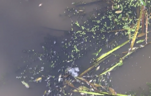 отровена риба изплува река банска