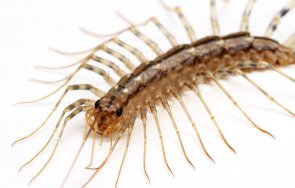 никога убивйте стоножка къщата