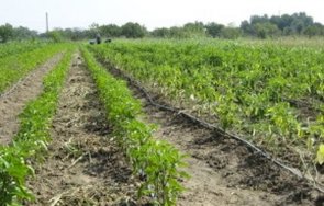 сухо зеленчукопроизводители каварненско пет дни без вода