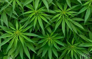 иззеха килограма канабис баща син хасковско село