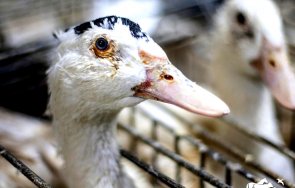 Живот без клетки