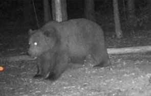 хиляди подкрепиха петиция отстрелва мечката нападна жена