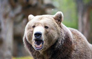 дадоха разрешение отстрел мечката белица