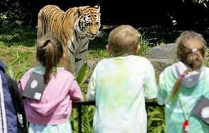 зоопарк калифорния ваксинира животни коронавируса