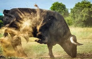 мъж бере душа ударен бик шуменско