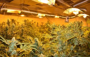 иззеха 2000 стръка марихуана троян