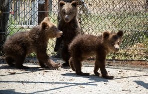 мечетата хуба вихър горан вече преместени центъра рехабилитация гърция