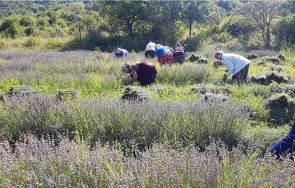 лавандуловите полета стигнаха враца цените маслото падат