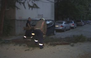 силна буря пловдив събори огромен бор две коли