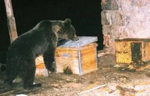пакостливо мече закуси мед два пчелина карлово