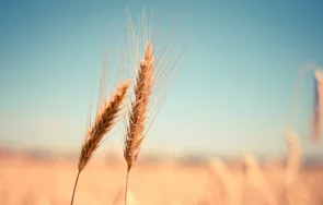 археолози откриха църквата император отон велики царевично поле