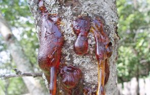 смолите лекуват