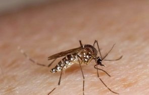 азиатският тигров комар все сериозна заплаха истанбул