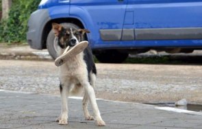 осиновено куче оставено без надзор ухапа жена столичен блок