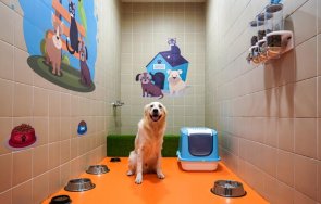 Стаи за кучета летище Истанбул