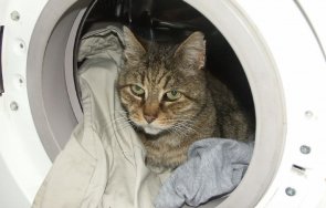 Котка в пералня