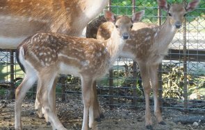 две лопатарчета родиха зоопарка разград