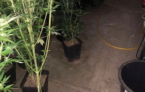 задържаха двама заради марихуана снимки