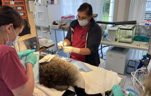 трогателно дива гъска посети болния съпруг клиника снимки