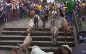 гурме поход йорк десетки кози взеха участие снимки