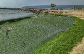 морето варна превърна супа водорасли