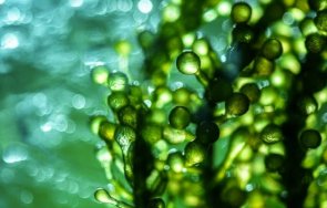 японски учени откриха триполов вид водорасли