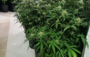 задържаха двама наркооранжерия пазарджик снимки