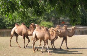 двугърби камили пристигнаха столичния зоопарк снимки