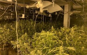 оранжерия отглеждане марихуана открита бяла