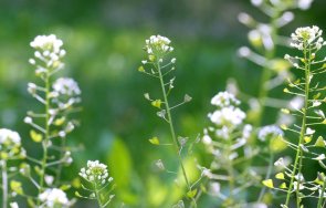 овчарската торбичка панацея болести