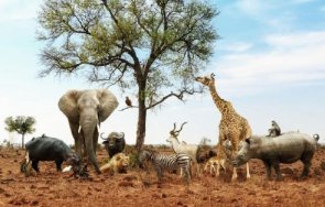 уязвимите коронавирус животни