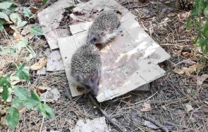 таралежи плъзнаха пловдив