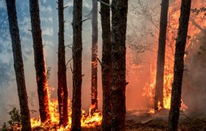 пожар унищожи декара гора пазарджишко село