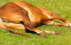 застреляха кон копривщица три щъркела открити мъртви