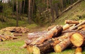 разследват незаконна сеч балкана елена
