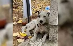 куче прекара месеца гроба стопанката пазарджишко село