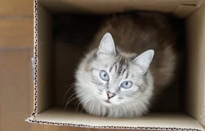 ветеринар алармира хора изоставят животни клиниките