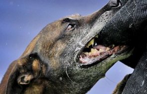 домашно куче нахапа дете лицето