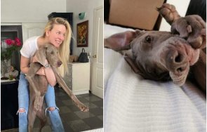 орлин павлов зов помощ търси спешно кръв кучето