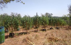 разследват плантация канабис района хасково снимки