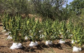 акция наркотиците хасковско снимки