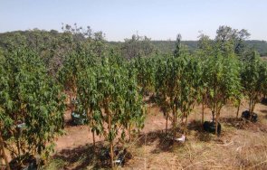 разследват плантация канабис района хасково снимки