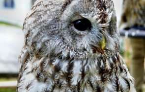 совата бари символ сентрал парк загина удар камион