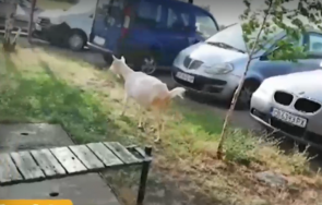 пълен абсурд стадо кози атакуват коли паркинг столичен квартал
