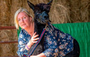 Джеронимо алпака